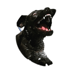 黒い犬pitbullとrottweilerのmix『anela』