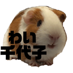 chiyo_20191102102507