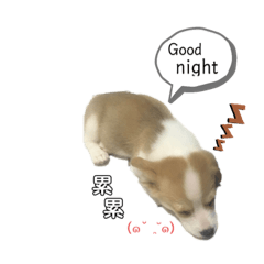 corgi 老闆 BB