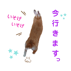 chocomint_20191102174656