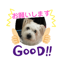 nico_20191102184823