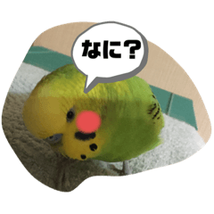 Midori_20191102190421