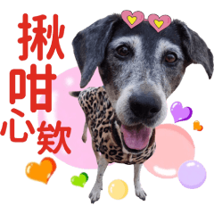 八 隻 小 可 愛