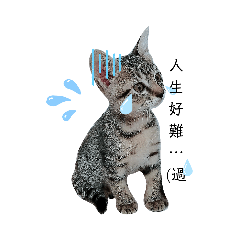 A cat's daily life