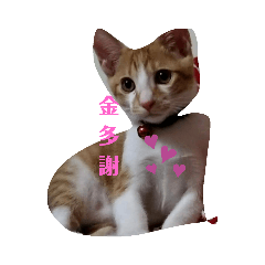 卓橘子與香香
