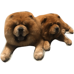 chow chow xiao pang & show