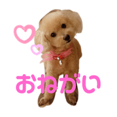 cute.dog2019