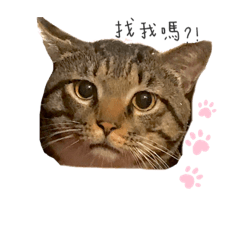 人貓大戰