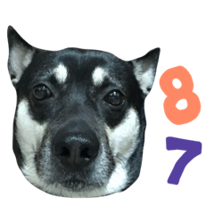 龍哥87