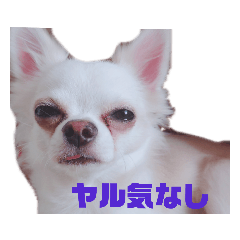 chi_20191103222331
