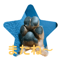 panda_20191103235521