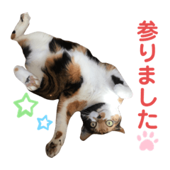 Kotatsu(cat)_Stickers