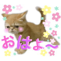 pretty_cat