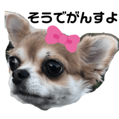 Chihuahua in Hiroshima