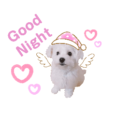 Bichon Frise cute dog