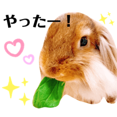 うさぎのまろ＊第1弾