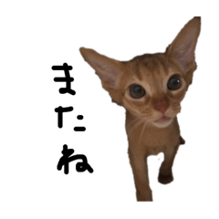 miyo_I'm simba