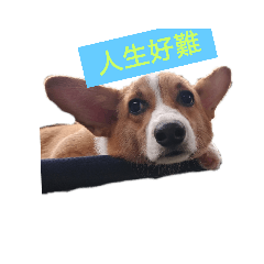 奶茶柯基
