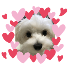 Sayuri_20191104195737