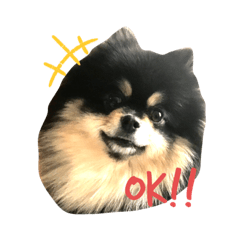 kurukurumi-20191104205502