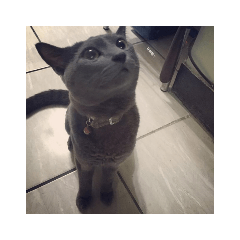麥麥愛捆