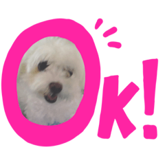 dog_rinchan20191105000540