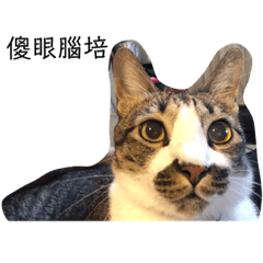 腦培的生活2