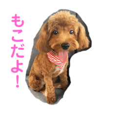 moko_20191104212806