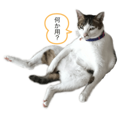 Kotaro.Jiji.Kinako.Tom