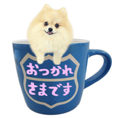 Pomeranian with polite language