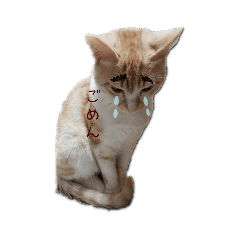 nekotin