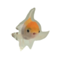 Two Goldfishes