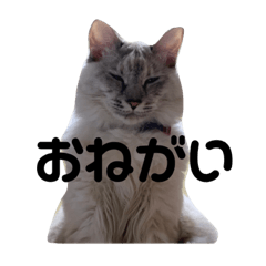 cat tachi