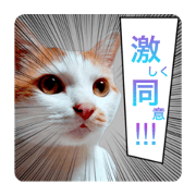 Dog-like cat Kuhwang part.6 Cartoon