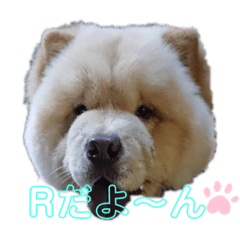 Chow Chow's R