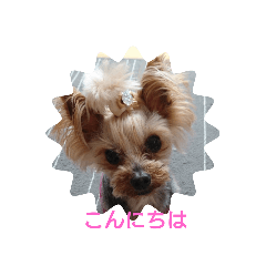 moco_20191106215325