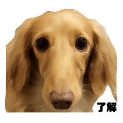 jack_20191106214216