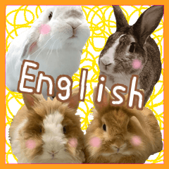 Many cute rabbits English