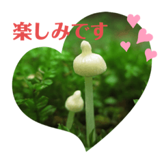 mushroom greeting