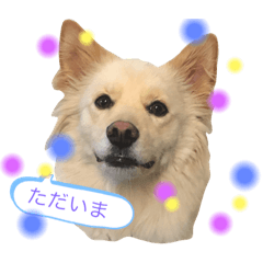 ume-dog