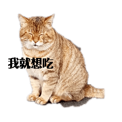 喵喵和我