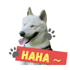 白柴犬小悟日常