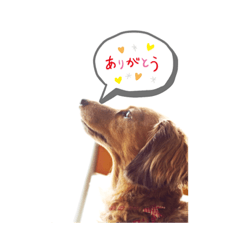 dog_20191107220656