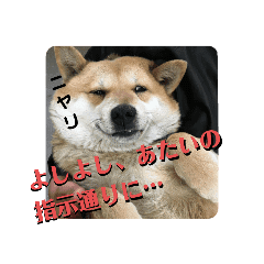 花農園で働く犬 ぺこの日常 Line スタンプ Line Store