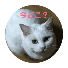 saya_20181113223802