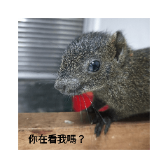 我是粉園