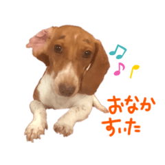 koko_20191106180905
