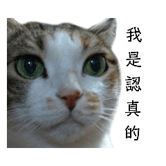 Three coloers cat Xiao-Hu