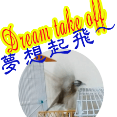 Dream takeoff bird