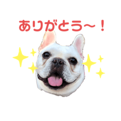 frenchbulldog musa